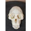 Image 1 : COLOBUS MONKEY Skull