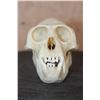Image 2 : COLOBUS MONKEY Skull