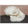 Image 3 : COLOBUS MONKEY Skull