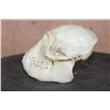 Image 4 : COLOBUS MONKEY Skull