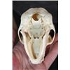 Image 5 : COLOBUS MONKEY Skull