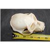 Image 6 : COLOBUS MONKEY Skull