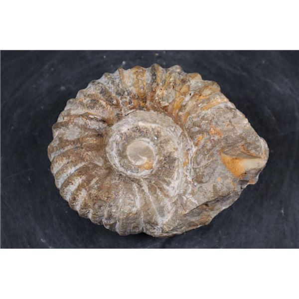 Raw AMMONITE Fossil Specimen