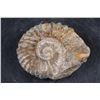 Image 1 : Raw AMMONITE Fossil Specimen