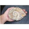 Image 2 : Raw AMMONITE Fossil Specimen