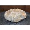 Image 3 : Raw AMMONITE Fossil Specimen
