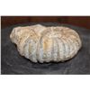 Image 4 : Raw AMMONITE Fossil Specimen