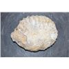 Image 5 : Raw AMMONITE Fossil Specimen