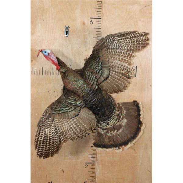"Flying" TURKEY Mounted on a Driftwood Wall Base