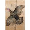 Image 1 : "Flying" TURKEY Mounted on a Driftwood Wall Base