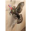 Image 2 : "Flying" TURKEY Mounted on a Driftwood Wall Base
