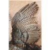 Image 5 : "Flying" TURKEY Mounted on a Driftwood Wall Base