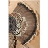 Image 7 : "Flying" TURKEY Mounted on a Driftwood Wall Base