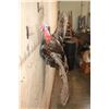 Image 8 : "Flying" TURKEY Mounted on a Driftwood Wall Base