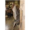 Image 9 : "Flying" TURKEY Mounted on a Driftwood Wall Base