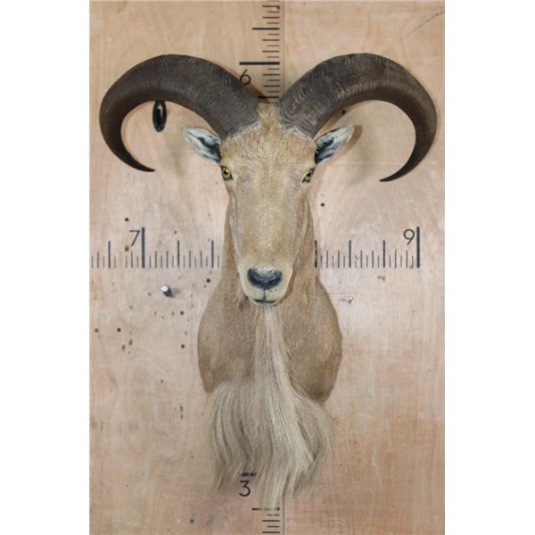 AOUDAD Shoulder Mount