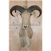 Image 1 : AOUDAD Shoulder Mount