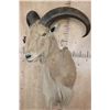 Image 2 : AOUDAD Shoulder Mount