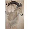 Image 3 : AOUDAD Shoulder Mount