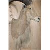 Image 4 : AOUDAD Shoulder Mount