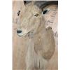 Image 5 : AOUDAD Shoulder Mount