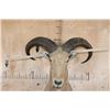 Image 6 : AOUDAD Shoulder Mount