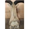 Image 7 : AOUDAD Shoulder Mount