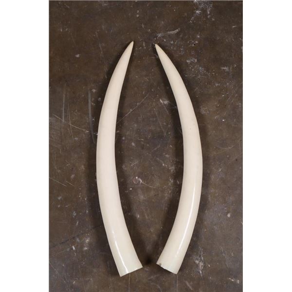 *TEXAS RESIDENTS ONLY* Small Set of Juvenile or Calf ELEPHANT IVORY Tusks