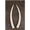 Image 1 : *TEXAS RESIDENTS ONLY* Small Set of Juvenile or Calf ELEPHANT IVORY Tusks