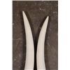 Image 5 : *TEXAS RESIDENTS ONLY* Small Set of Juvenile or Calf ELEPHANT IVORY Tusks