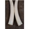 Image 6 : *TEXAS RESIDENTS ONLY* Small Set of Juvenile or Calf ELEPHANT IVORY Tusks