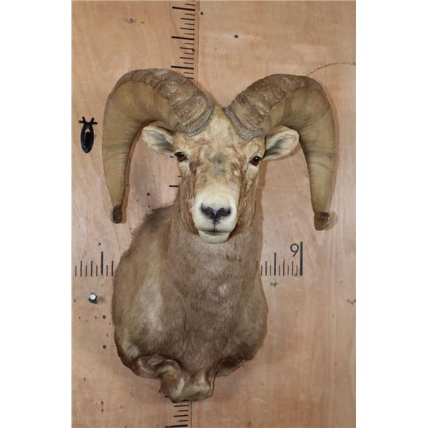 DESERT BIGHORN Sheep Shoulder Mount