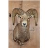 Image 1 : DESERT BIGHORN Sheep Shoulder Mount