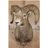 Image 2 : DESERT BIGHORN Sheep Shoulder Mount