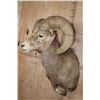 Image 3 : DESERT BIGHORN Sheep Shoulder Mount