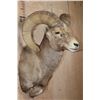 Image 4 : DESERT BIGHORN Sheep Shoulder Mount
