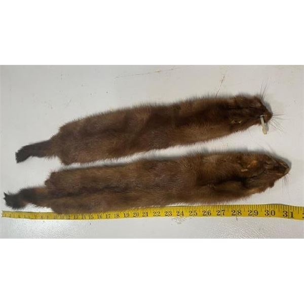 (2) *New* Soft and Tanned Male and Female MINK Furs, Skins, or Hides