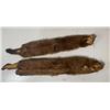 Image 3 : (2) *New* Soft and Tanned Male and Female MINK Furs, Skins, or Hides