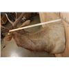 Image 10 : XXL 12-Point ELK Shoulder Mount