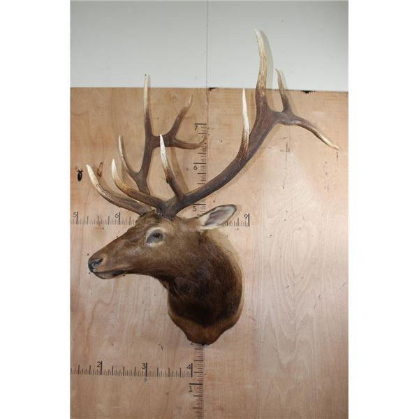 XXL 12-Point ELK Shoulder Mount