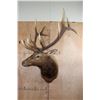 Image 1 : XXL 12-Point ELK Shoulder Mount