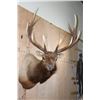 Image 2 : XXL 12-Point ELK Shoulder Mount