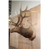 Image 3 : XXL 12-Point ELK Shoulder Mount