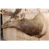 Image 4 : XXL 12-Point ELK Shoulder Mount