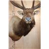 Image 5 : XXL 12-Point ELK Shoulder Mount