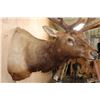 Image 6 : XXL 12-Point ELK Shoulder Mount