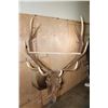 Image 7 : XXL 12-Point ELK Shoulder Mount