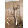 Image 8 : XXL 12-Point ELK Shoulder Mount