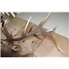 Image 9 : XXL 12-Point ELK Shoulder Mount