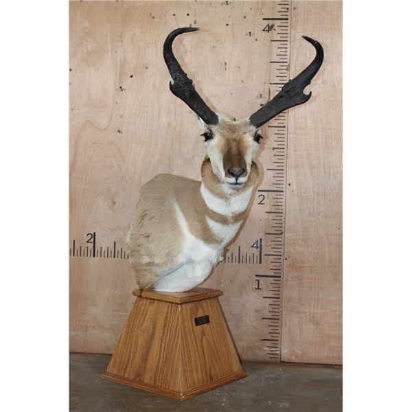 XL PRONGHORN on a Wood Table Pedestal